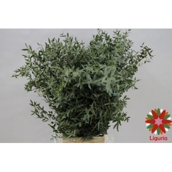product/img.floraplaza.nl/LEUCPAR4-ASSORTI_fotos-Magnet-Blad eucalyptus parvifolia 200gr.JPG