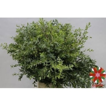product/img.floraplaza.nl/LEUCPAR7-ASSORTI_fotos-Magnet-Blad eucalyptus parvifolia 400gr.JPG