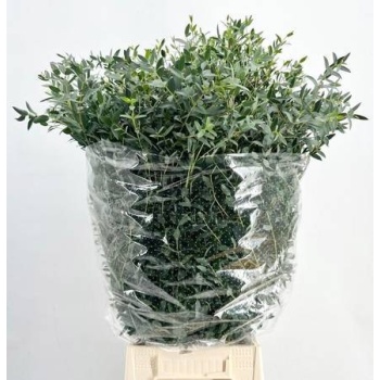 product/img.floraplaza.nl/LEUCPAR7-LIVE_fotos-0xAD50EF7F9BEE136952E09E43A9E9D298FDF77071.jpg