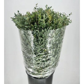 product/img.floraplaza.nl/LEUCPAR7-LIVE_fotos-0xD0AAA98C3221D657323BF6905E788A52A024D2EE.jpg
