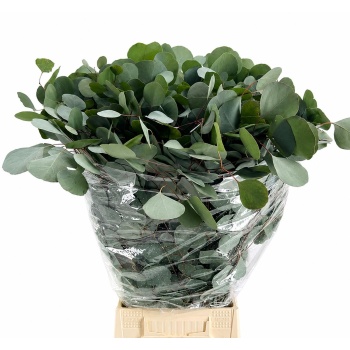 product/img.floraplaza.nl/LEUCPOP7-LIVE_fotos-0x65A217EBFD8E9CBB57BB9C6AD4EE5AF2AA9987B5.jpg
