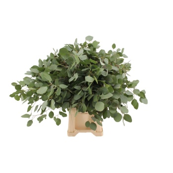 product/img.floraplaza.nl/LEUCPOP7-LIVE_fotos-0x96C9D14407B1D902D0CE2B1950D78D068709EF17.jpg