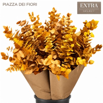 product/img.floraplaza.nl/LEUCS7YEL-LIVE_fotos-0xE4E86341DA470B0451B4E665F290F1BB9BD51E7A.jpg