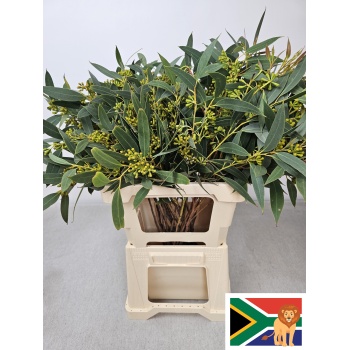 product/img.floraplaza.nl/LEUCTER6M-LIVE_fotos-0xF067E4322A9E4DF5FB3D1E5C97D293F8B783E21D.jpg