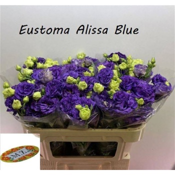 product/img.floraplaza.nl/LEUSALB-LIVE_fotos-0xF95CF60C20766807D53285F15D8B02FAA26336C6.jpg