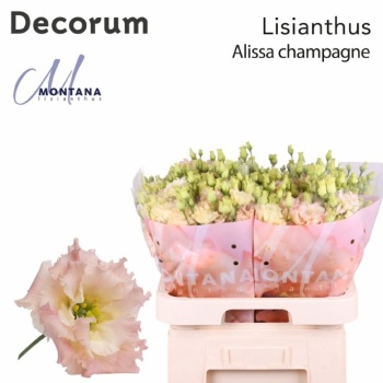 product/img.floraplaza.nl/LEUSALCHA-LIVE_fotos-0x2AD57F3B4140628511B725CC8888E4726E403EC8.jpg