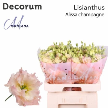 product/img.floraplaza.nl/LEUSALCHA-LIVE_fotos-0xCAE8DC7195BA06B22C855AD1ED4227C8AE6AD1CD.jpg