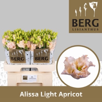 product/img.floraplaza.nl/LEUSALLIA-LIVE_fotos-0xADF969CEBAEF588B72D9481DD9CAA2BDCD4CA7AB.jpg