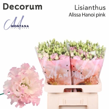 product/img.floraplaza.nl/LEUSALP-LIVE_fotos-0xC37FC1205F12951480714AA73BC595DAD001F601.jpg