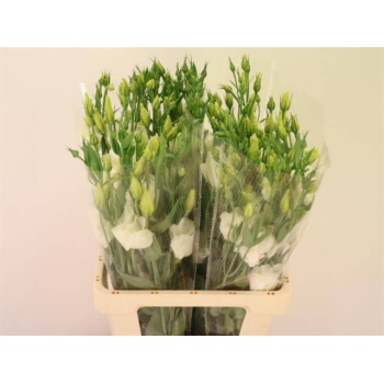 product/img.floraplaza.nl/LEUSAREGW-LIVE_fotos-0x01201E3D5B2B0D9E3F5CBD5D10FAF020DA380C5D.jpg product/img.floraplaza.nl/LEUSAREGW-LIVE_fotos-0x01201E3D5B2B0D9E3F5CBD5D10FAF020DA380C5D.jpg