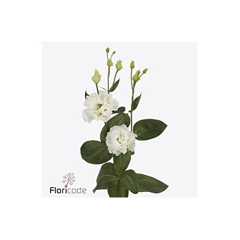 product/img.floraplaza.nl/LEUSCELC-ART_fotos-VBN-vbn122863.jpg
