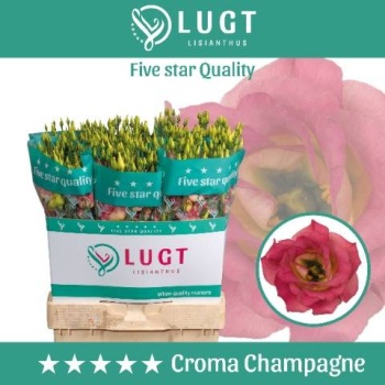 product/img.floraplaza.nl/LEUSCROCHA-LIVE_fotos-0xCCFE1629EE45AEFA9C0072285A82E451D04639CB.jpg