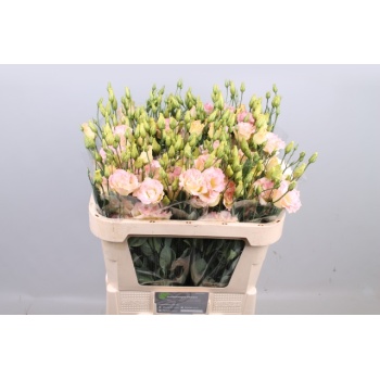 product/img.floraplaza.nl/LEUSMEGCHA-LIVE_fotos-0xAA0435DA72F4BECD01471F0425F756987D75B9B4.jpg