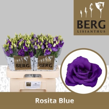 product/img.floraplaza.nl/LEUSROBLU-LIVE_fotos-0xC49D3C4D65330DC7009A23194F029DDD40A22169.jpg