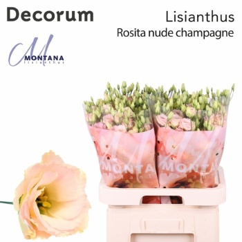 product/img.floraplaza.nl/LEUSROSC-LIVE_fotos-0x30A813F1421D787B1445BF48EC43F167A456B59E.jpg