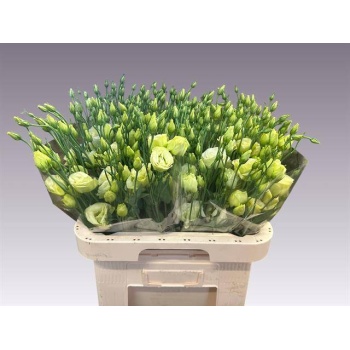 product/img.floraplaza.nl/LEUSROSJAD-LIVE_fotos-0xCA379BD8B2ED144C4D8B9C25AD4D375ADB13573A.jpg