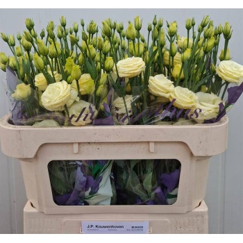 product/img.floraplaza.nl/LEUSROSYEL-LIVE_fotos-0x6A3E1B960A00B663D252D09BAC20E623E4B82657.jpg