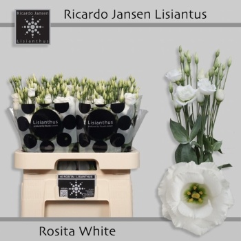product/img.floraplaza.nl/LEUSROW-LIVE_fotos-0x816FD59A56106E98607DF513DC917E4A67179817.jpg