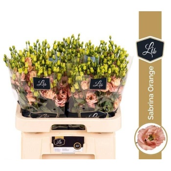 product/img.floraplaza.nl/LEUSSABO-LIVE_fotos-0x22D9B70C6804EA6DF4B49C68513969348DDF4D3E.jpg