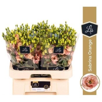 product/img.floraplaza.nl/LEUSSABO-LIVE_fotos-0xC83B0C275DB344B11957C2B9C3813837E573EA78.jpg