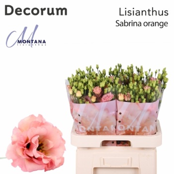 product/img.floraplaza.nl/LEUSSABO-LIVE_fotos-0xDB2F0D7DBBB29C00D86227D188610B17ADA608C7.jpg