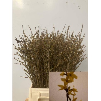 product/img.floraplaza.nl/LFOR5-LIVE_fotos-0xB3F01D7BCFA40604A36CDA9EE6F9817561496C9A.jpg