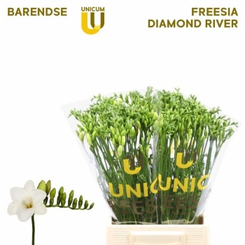 product/img.floraplaza.nl/LFREALBR-LIVE_fotos-0x86A038A01F5E6E7489687C058C5DA7EC754D4DDC.jpg