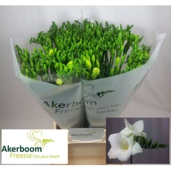 product/img.floraplaza.nl/LFREALBR-LIVE_fotos-0x9E3FB8EF79C5E3794ABE79FBB73CE71755EA0330.jpg