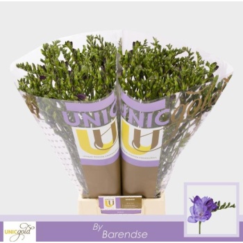 product/img.floraplaza.nl/LFREBLUB-LIVE_fotos-0x99F11CBCD3A8E21BFDF0A5ADA7DBDF518A720851.jpg