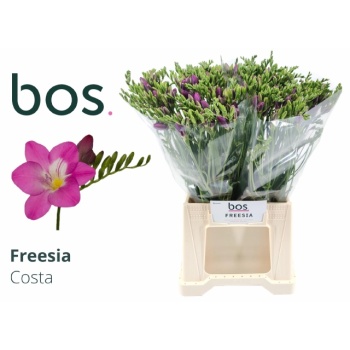product/img.floraplaza.nl/LFRECOS-LIVE_fotos-0x614B0DC45934C14AAA7B1D9F05EFB2505B3BFFFF.jpg