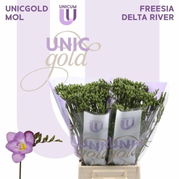 product/img.floraplaza.nl/LFREDELR-LIVE_fotos-0x2C6DB94115308DDE13C05E852A1F518741BE924F.jpg