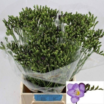 product/img.floraplaza.nl/LFREDELR-LIVE_fotos-0x4E8C015F1DC1A2E6FD74C85AC28E43F44DA991C9.jpg