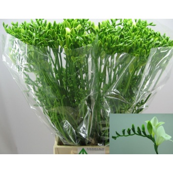 product/img.floraplaza.nl/LFREDIAR-LIVE_fotos-0xA55F2B37B41E0B289B081F7AB49D421FEE3D1F1C.jpg