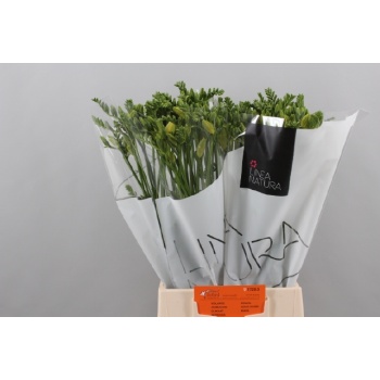 product/img.floraplaza.nl/LFREDUK-LIVE_fotos-0xB7B70A47AE398DC23C8A8FB9AF515D2DC5B34F98.jpg