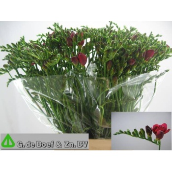product/img.floraplaza.nl/LFREEXP-LIVE_fotos-0xE3A7C0654D55BE2FB38837F7F3EF636C63BE39A8.jpg