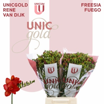 product/img.floraplaza.nl/LFREFUE-LIVE_fotos-0x9D3B0AFF7D1CD1BF5B2EE588E95075122EB1381D.jpg