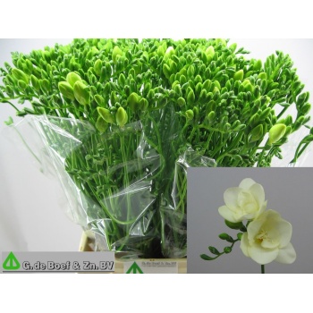 product/img.floraplaza.nl/LFRERIG-LIVE_fotos-0x486B5CC3D812910C8305947CCEDBF09454A4ED63.jpg