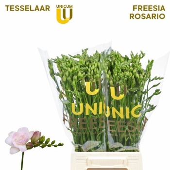product/img.floraplaza.nl/LFREROS-LIVE_fotos-0xC55BA766D3DD0871E013A0A110A1938CA38EA4D8.jpg