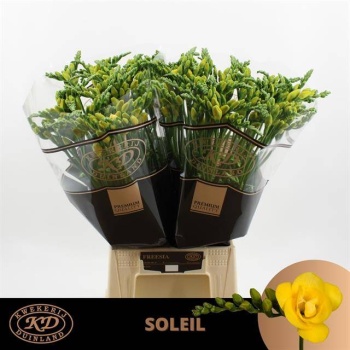 product/img.floraplaza.nl/LFRESOL-LIVE_fotos-0x2EA18D8FB0F566955B8212BFD4E4BFFACDAF848F.jpg