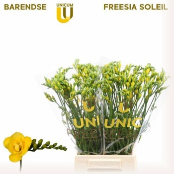 product/img.floraplaza.nl/LFRESOL-LIVE_fotos-0x4FBB3975D34E7F11FCC15FC8AE15513C2BDF88D9.jpg