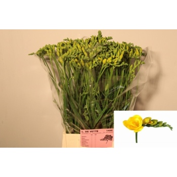 product/img.floraplaza.nl/LFRESOL-LIVE_fotos-0xF168CBB0F02A413E3ABD170D3C136DE4B73C7E71.jpg
