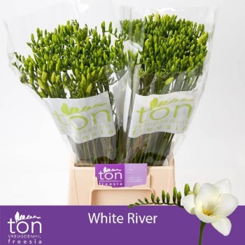 product/img.floraplaza.nl/LFREWHIR-LIVE_fotos-0x6F6FDEC5E22FC40A7DFB3618428AC17953B316A4.jpg product/img.floraplaza.nl/LFREWHIR-LIVE_fotos-0x6F6FDEC5E22FC40A7DFB3618428AC17953B316A4.jpg