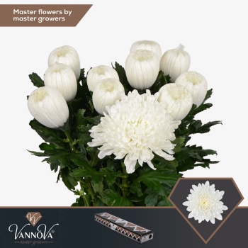 product/img.floraplaza.nl/LGAG-LIVE_fotos-0x8FA8A3C06129DBE6370D11AF2A8F41D069191FAA.jpg