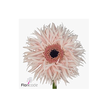 product/img.floraplaza.nl/LGERCRES-ART_Fotos-VBN-vbn115368.jpg