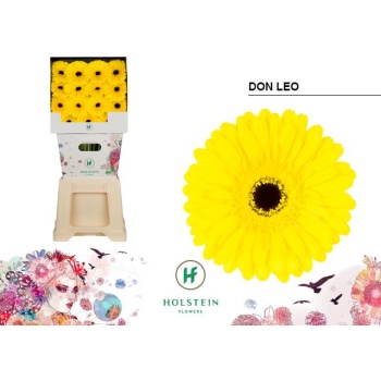 product/img.floraplaza.nl/LGERDONLEO-LIVE_fotos-0xC9A619F2F3A65EAAC43F6336243306ADED7E72D7.jpg