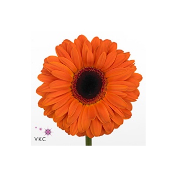product/img.floraplaza.nl/LGERDUTP-ART_Fotos-VBN-vbn104672.jpg