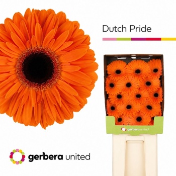 product/img.floraplaza.nl/LGERDUTP-LIVE_fotos-0xED8A57FCDBF542BB171F96608064CAE80DB85AC0.jpg