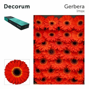 product/img.floraplaza.nl/LGERIMA-LIVE_fotos-0x57B5CCD82E80D30D941070C6C5CF180BA8911F82.jpg