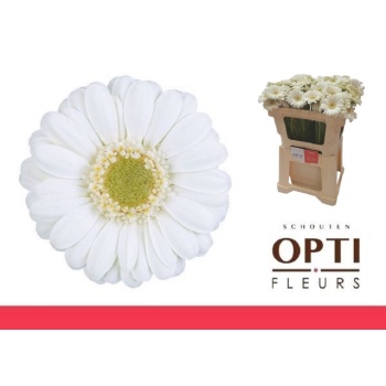 product/img.floraplaza.nl/LGERMALBI-LIVE_fotos-0x51452EF609CF0D69A2F2D5179659B059770A34CB.jpg
