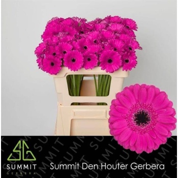 product/img.floraplaza.nl/LGERMANN-LIVE_fotos-0xDB2D83CAB5087F699253F35BEDD299BF0E054279.jpg